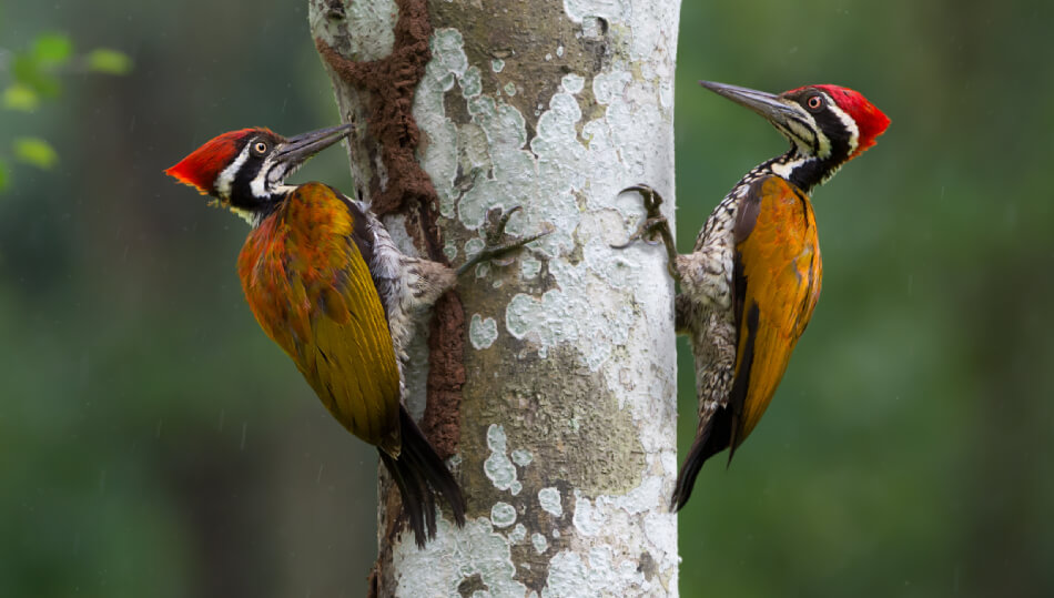 Wood Pecker